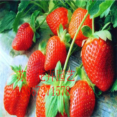 山东草莓苗价格 奶油草莓苗多少钱