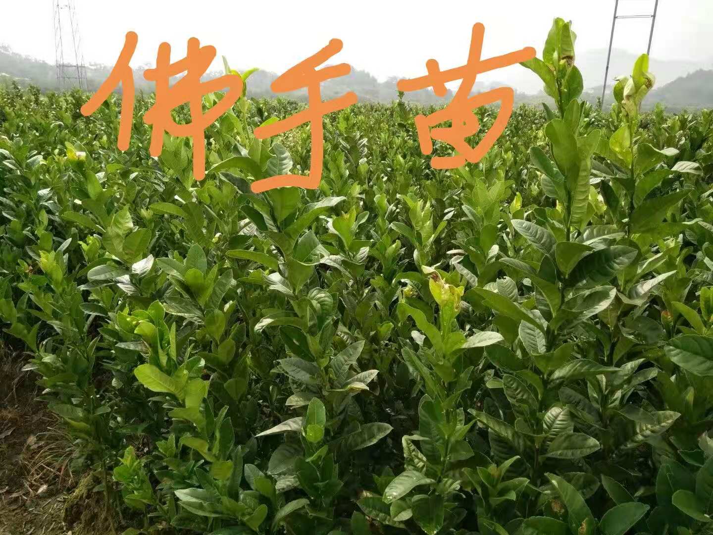 桂林市香格里拉佛手苗厂家