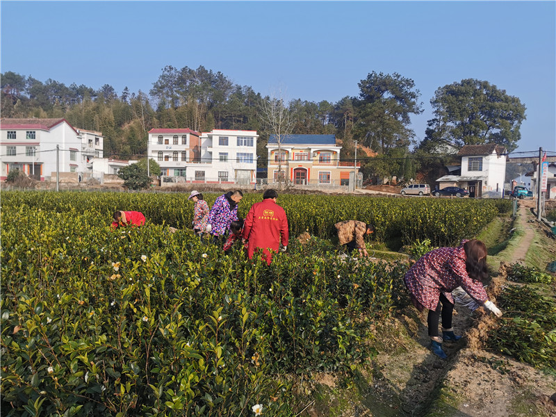 四川二年生裸根茶树苗种植基地出售批发价格图片