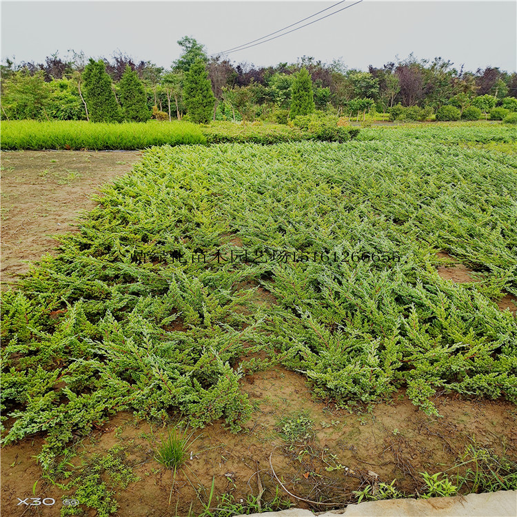 地柏哪里便宜 护坡绿化优选苗规格30-50-60-80公分长度