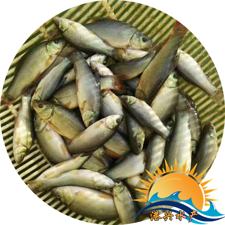 澳洲丁桂鱼苗 港兴淡水3-6厘米绿丁桂鱼供应 好运输易养殖