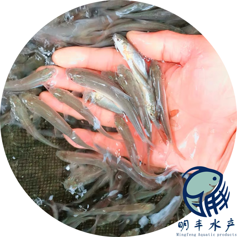 四川乐山银鳕鱼苗供应成活率高经济效益好运输包活图片