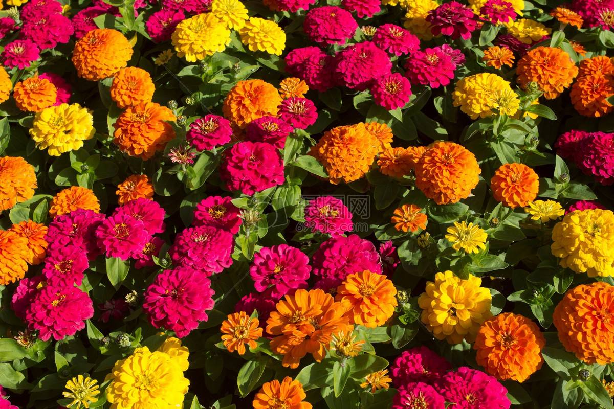 济宁市百日草花卉组合花卉种子厂家百日草花卉组合花卉种子