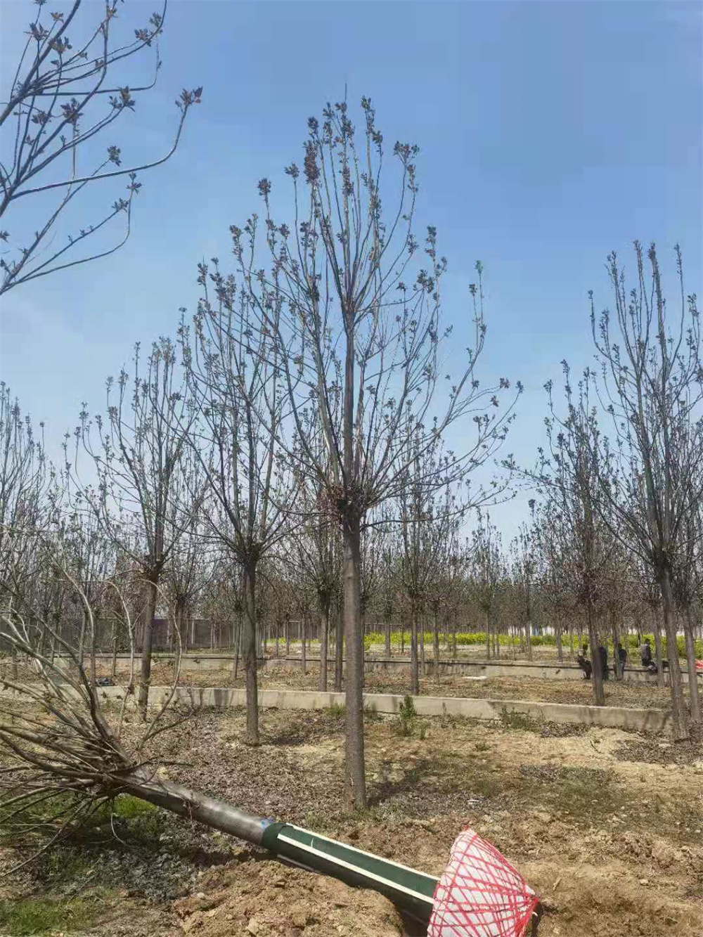 河南周口金丝楸树种植基地-淮阳县要文苗木种植专业合作社图片