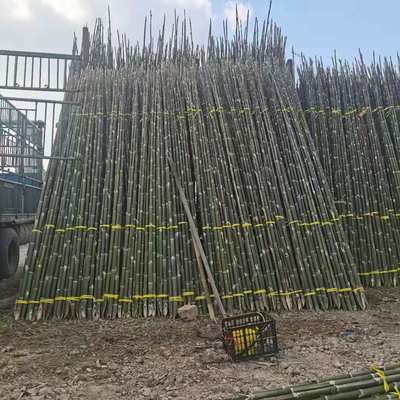 3..5米长楠竹毛竹稍厂家 3.5米长楠竹尾渔业插网 制作竹椅原料量 3..5米长楠竹