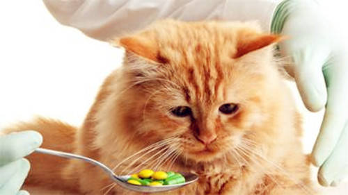 喂猫要注意的四种食品