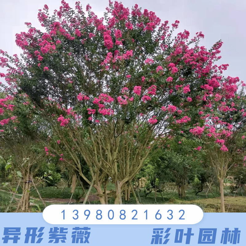 云南曲靖15公分异形紫薇树种植基地销售批发价格 高存活率图片