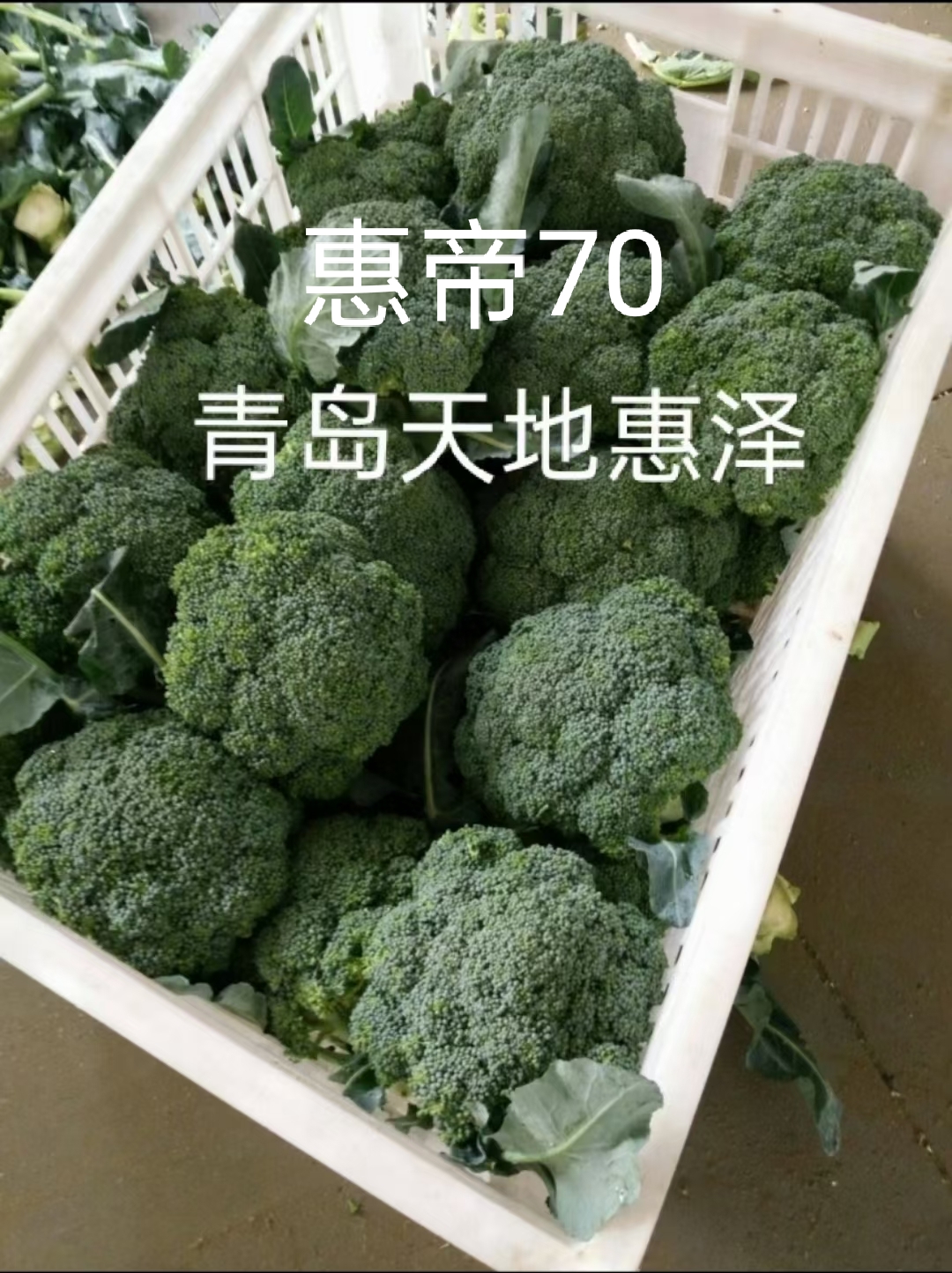 山东青岛惠帝70西兰花种子批发公司销售价格