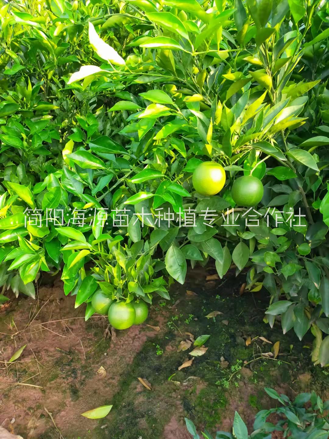 四川蒲江明日见柑橘裸根苗种植基地销售批发价格 高存活率图片