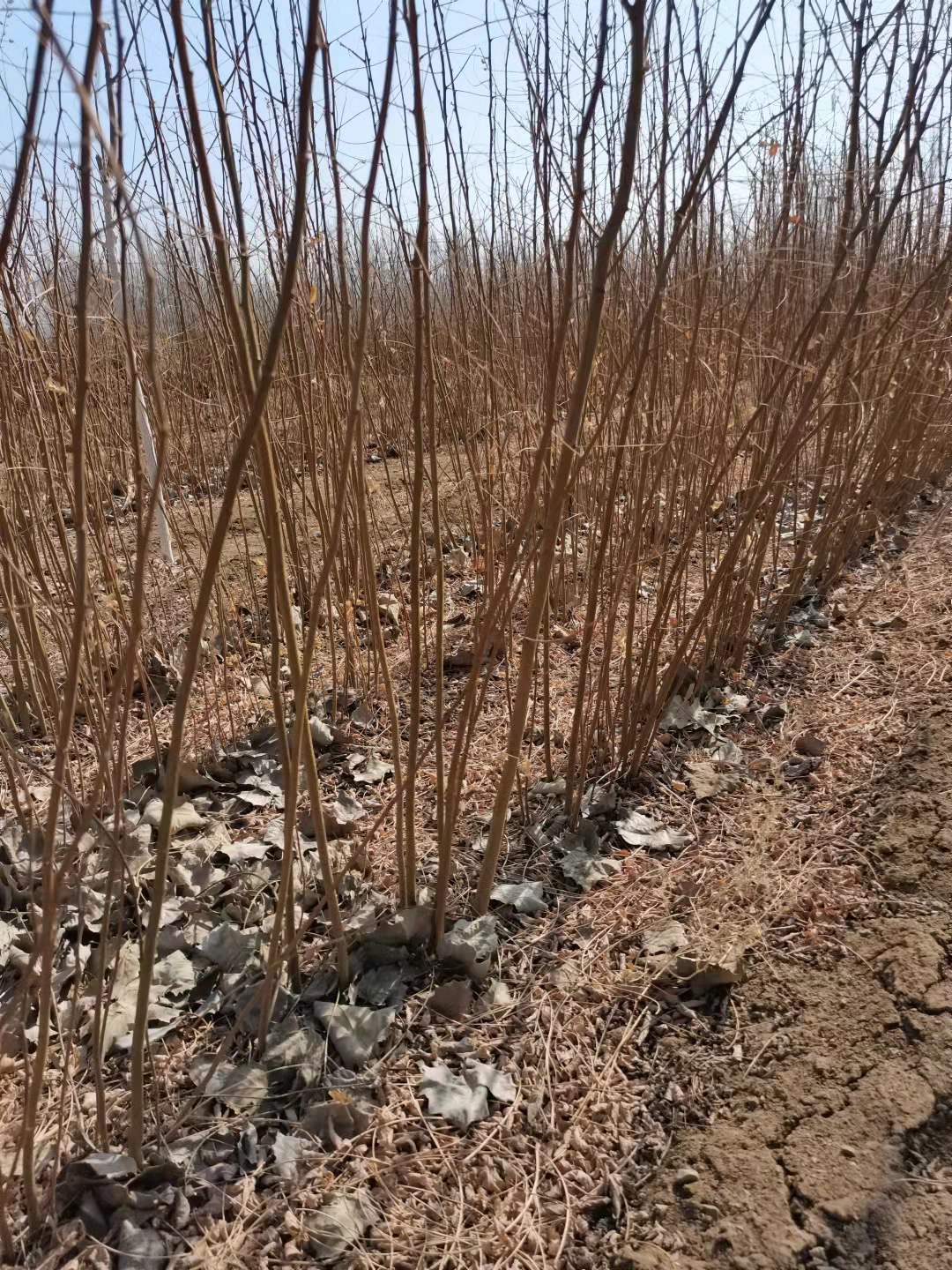 山槐苗东北山槐苗怎么育苗、哪家好、哪里便宜