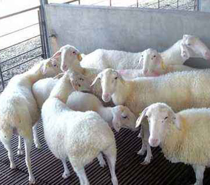 纯种湖羊繁育场多胎多羔羊抗病强好饲养现场挑选实力场家
