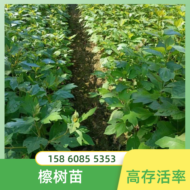 广东广州造林檫树苗种植基地销售批发价格