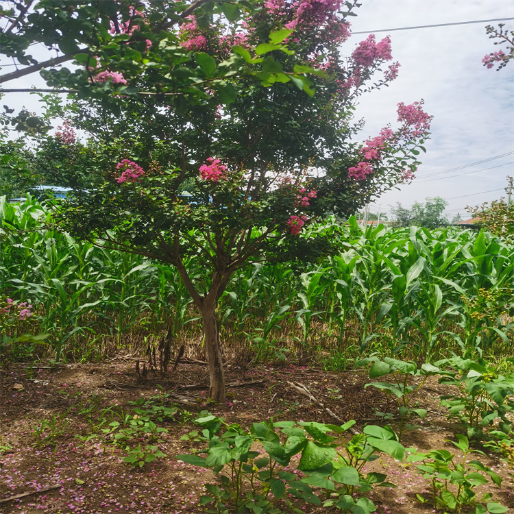紫薇 百日红火箭紫薇树 8到22公分 景区绿化 工程苗木图片