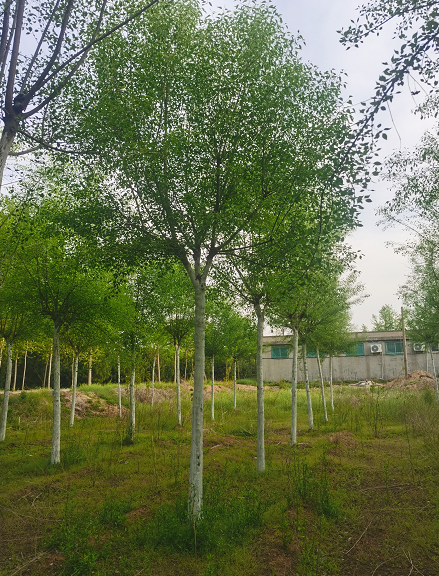 泰安市丝棉木厂家丝棉木种植基地 二乔苗木树苗 落叶乔木观赏绿化行道树