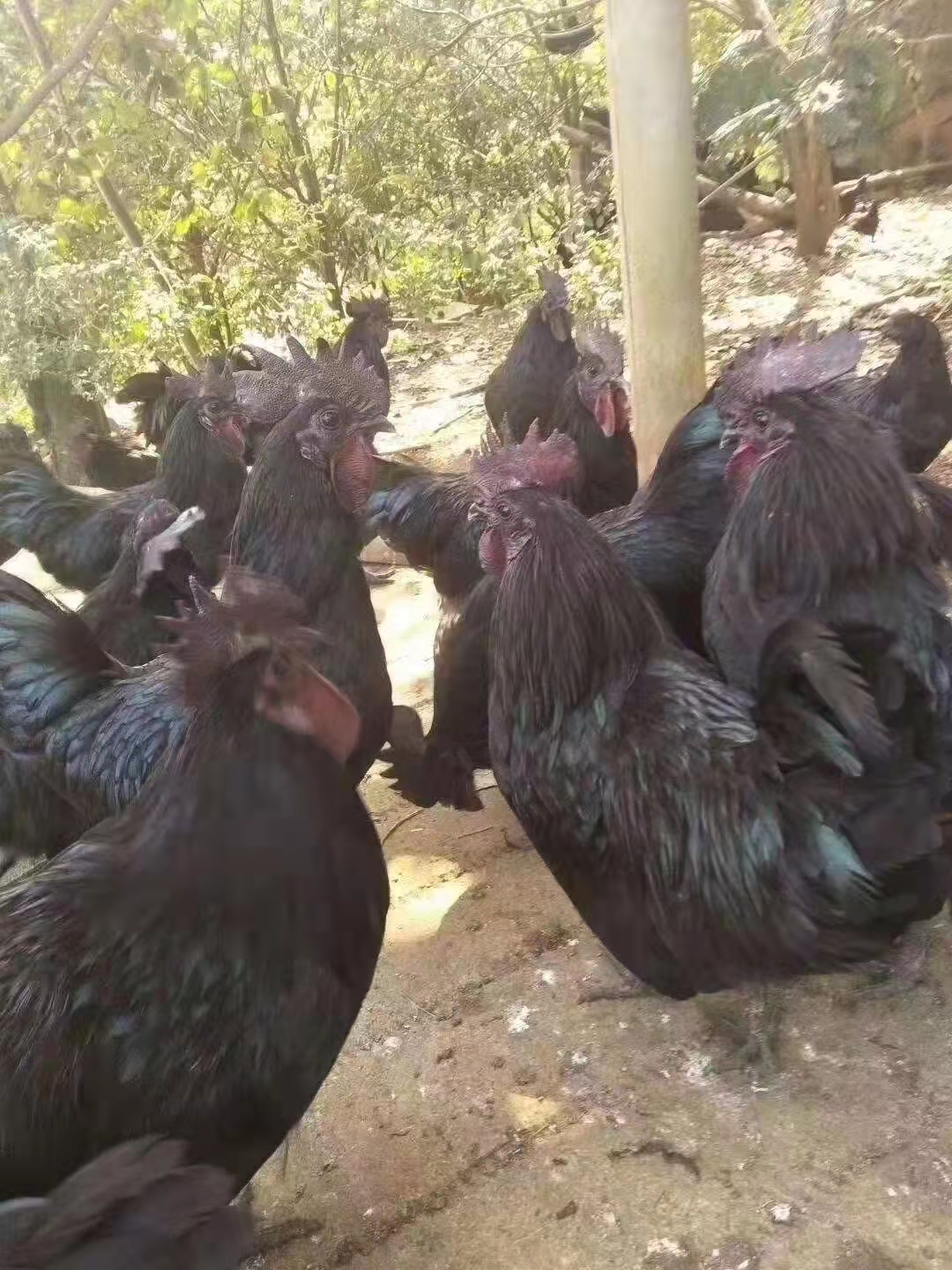 五黑鸡饲养成本多少钱一只、五黑鸡饲养成本及技术指导、五黑鸡饲养成本高吗？