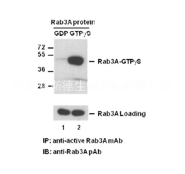 Rab3-GTP 小鼠单抗/抗体现货厂家/活性抗体有折扣/费斯德