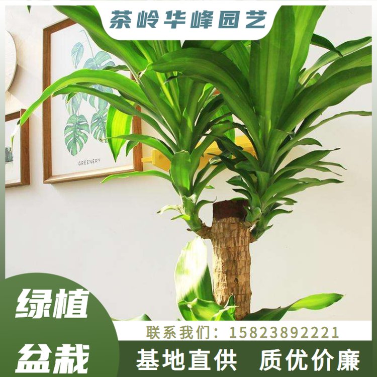 室内外植物选购 大型常绿装饰绿化植物 办公室会议室家用树 绿植盆栽