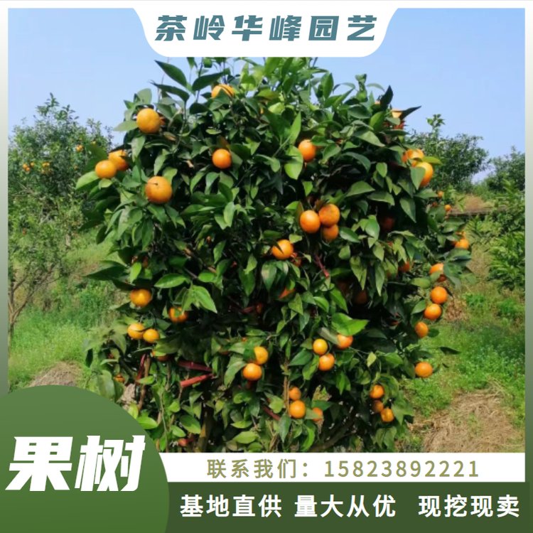 果树种植 橘子树苗 水果苗木 果苗种类丰富 欢迎选购