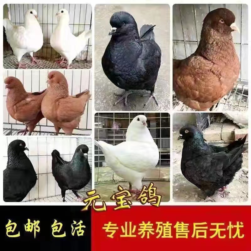 浙江 黑色元宝鸽养殖技术黑色元宝鸽能涨多大元宝鸽有几种颜色