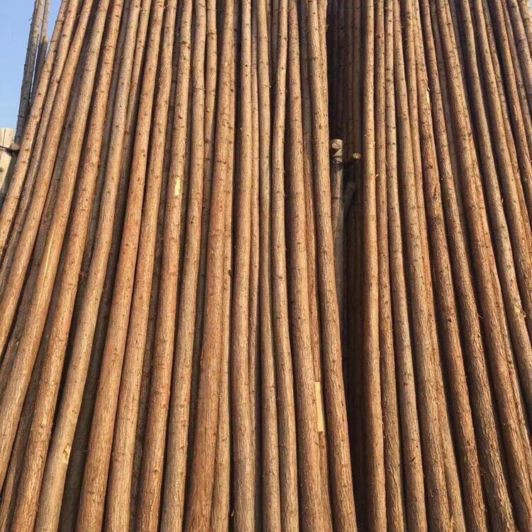 6米杉木杆 绿化支撑杆 圆形杉木杆 6米松木桩 桩木杉 6米绿化杆图片
