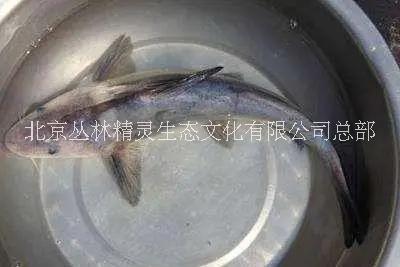北京淮鱼王销售图片