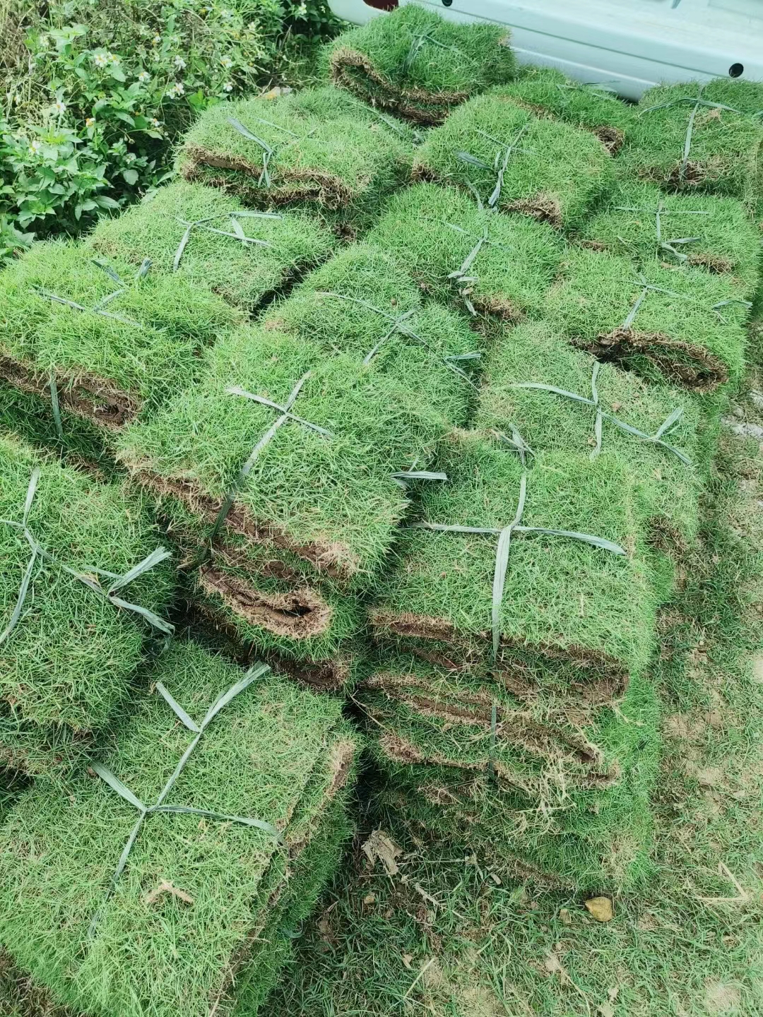 草卷种植场佛山草卷种植场-价格-批发-供应商-报价【佛山市三水区华丙种植场】